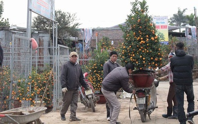 Cận Tết, "hốt bạc" nhờ vận chuyển hoa, cây cảnh