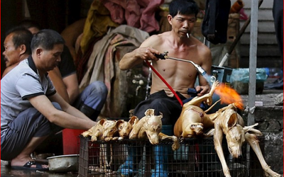 Ăn thịt chó là quyền của mỗi người