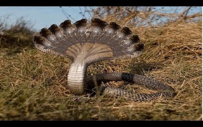 Thế giới động vật: Thần rắn 7 đầu xuất hiện ở Ấn Độ, trăn thành tinh 10m bò vào nhà dân lột xác kinh dị