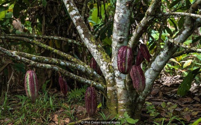 Cận cảnh cây cacao cổ nhất hành tinh