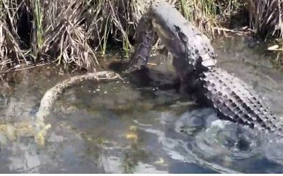 Video: Trăn khủng bất lực dưới hàm cá sấu sông Nile