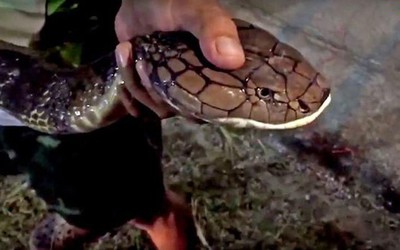 Video: Tay trần bắt hổ mang chúa đen Venomous to béo dưới bùn lầy