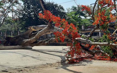 Trường học chặt bỏ hàng loạt cây phượng: Nỗi buồn phượng vỹ