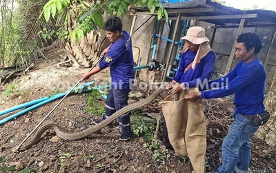 Clip: "Chết đứng" khi chứng kiến rắn hổ mang chúa 4m kịch cắn trăn gấm ở vườn nhà