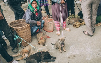 Phiên chợ "có một không hai" để săn lùng quốc khuyển