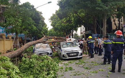 Cây cổ thụ bất ngờ gãy đổ, đè bẹp ba chiếc taxi đang đón khách