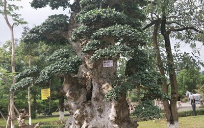 Cây duối "Lão mai đại thọ" 1000 năm tuổi bán giá 7 tỷ đồng, giá thực hay chiêu trò đại gia thổi giá?