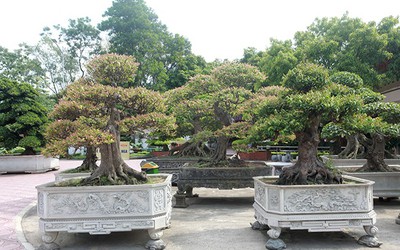 Ngắm dàn bonsai khế của đại gia chơi cây cảnh "ngông" ở Việt Nam