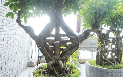 Mãn nhãn bộ sưu tập cây si bonsai "Song hỷ, Ngũ phúc"