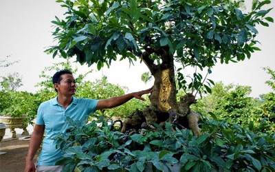 Mãn nhãn ngắm cây mai vàng 100 tuổi dát 9 chỉ vàng SJC 9999 xác lập kỷ lục