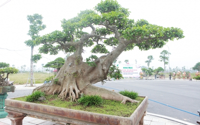 Cây sung thế "lạ" đại gia Hà thành "hét giá" 10 tỷ gây choáng