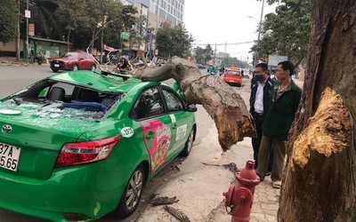 Cành cây gãy đè xe taxi bẹp rúm, 2 người thoát nạn trong gang tấc