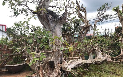 Những màn sang tay ổi bonsai dáng "kỳ quái" khiến đại gia chơi cây cảnh mê mẩn