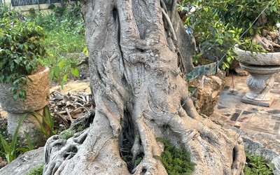 Lão nông mua cây sanh thô ráp "xấu xí" về uốn nắn, vài năm sau khách trả giá "khủng" quyết không bán