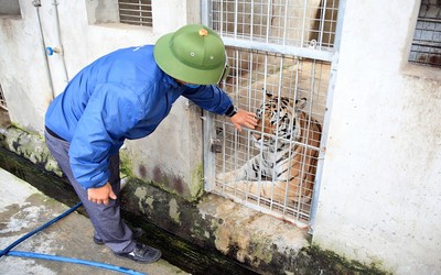 “Bảo mẫu” cho Chúa Sơn Lâm