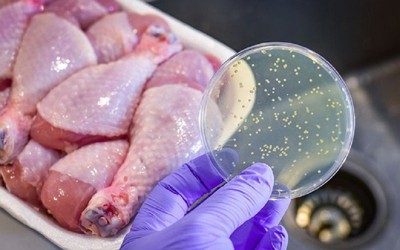 Vi khuẩn Salmonella thường ở trong những thực phẩm nào?