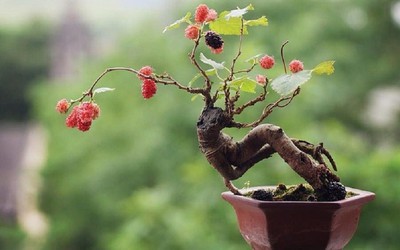 "Hô biến" hoa dại mọc đầy đường thành bonsai mini, chủ nhân rủng rỉnh tiền tiêu