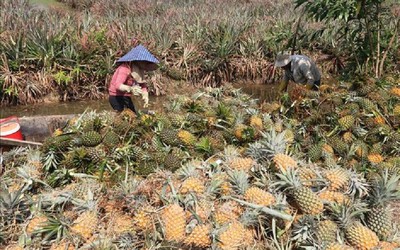 Giá dứa tại Tiền Giang tăng mạnh, nông dân "bội thu"