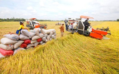 Xuất khẩu gạo tiềm năng, Cần Thơ dành 50.000 ha đất chuyên canh lúa chất lượng cao