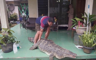 Chàng trai trẻ đam mê lạ nuôi cá sấu làm thú cưng, ăn ngủ ngay trong nhà