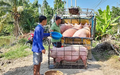 Giá lợn hơi tăng nhẹ, người chăn nuôi chưa có lãi nên ngại tái đàn