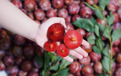 Vào mùa, ăn mận có tốt không?