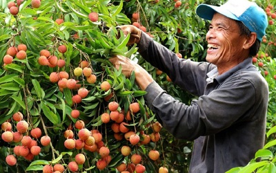 Hàng trăm thương nhân Trung Quốc tới Việt Nam thu mua vải thiều