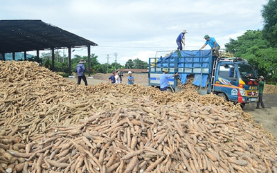 Trung Quốc chi số tiền lớn để mua trên 1 triệu tấn sắn của Việt Nam