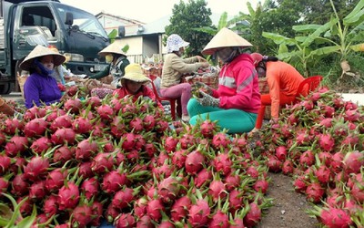 Xuất khẩu nông sản, trái cây sang Trung Quốc: Cơ hội và những thách thức