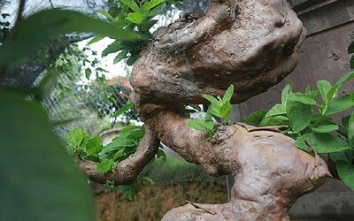 Cây ổi bonsai mọc ngược "hiếm có khó tìm", khách trả 900 triệu chủ vẫn không màng