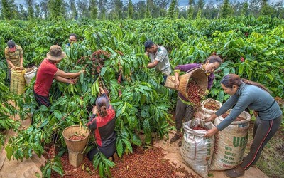 Ngược xu hướng thế giới, giá cà phê Việt Nam dự báo tăng