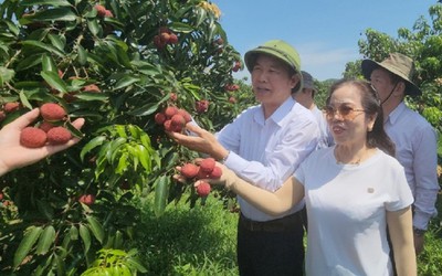 Lô vải không hạt đầu tiên xuất khẩu sang Nhật Bản và Anh: Thêm những cơ hội mới