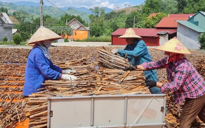 Vỏ quế chiếm lĩnh thị trường nước ngoài, thu về hàng triệu USD