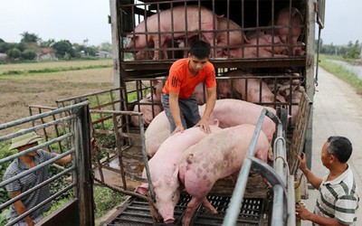 Giá lợn hơi cao nhất năm: Lý do người nuôi không vội tái đàn