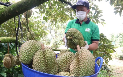 Đắk Lắk đề nghị hỗ trợ, kiểm dịch thực vật tại chỗ cho trái sầu riêng