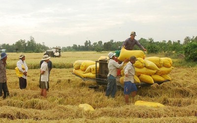 Vào vụ mùa giá lúa tăng, nông dân đừng vội xuống giống