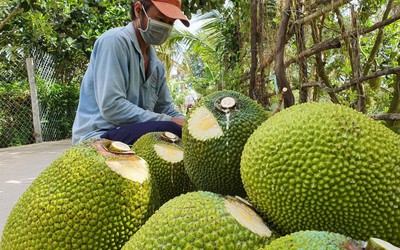 Sau thời gian "lao dốc" giá mít có dấu hiệu tăng trở lại