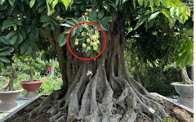 Độc đáo cây nhãn bonsai "kiểu lạ", giá bán lên đến gần 200 triệu đồng
