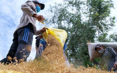 Giá gạo xuất khẩu từ một số "vựa lúa" ở châu Á tăng