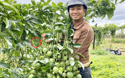Anh nông dân "đổi đời", kiếm 3 tỷ nhờ trồng một loại cây "siêu trái" nhà nào cũng có