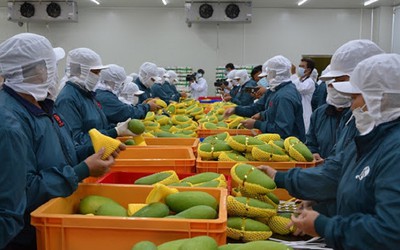 Xuất khẩu rau quả của Việt Nam "vào đà" tiếp tục lập kỷ lục mới