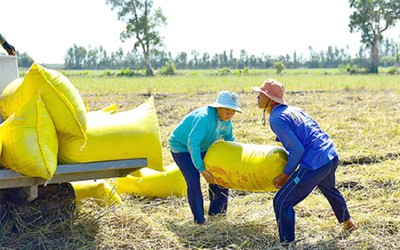 Giá lúa gạo sẽ sớm tăng trở lại