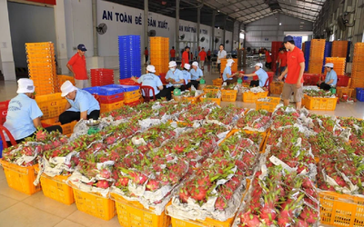 Vượt Chile, Việt Nam đứng thứ 2 về xuất khẩu rau quả sang Trung Quốc