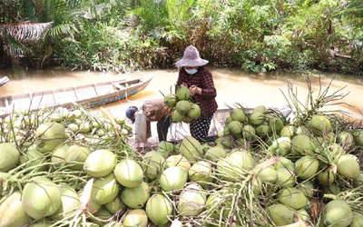 Dừa tăng giá mạnh, người trồng rất phấn khởi