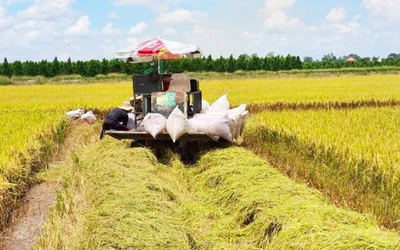 Cơ hội gia tăng giá trị hạt gạo Việt