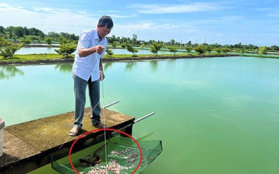 Anh nông dân nhẹ nhàng bỏ túi 1,5 tỷ đồng nhờ nuôi con trơn tuột "hiền khô như đất"