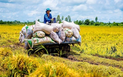 Giá gạo xuất khẩu tăng mạnh: Thêm cơ hội cho gạo Việt Nam