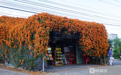 Ấn tượng cửa hàng tạp hoá có giàn hoa phủ kín rực rỡ