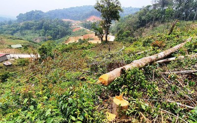 Lâm Đồng: Phát hiện thủ đoạn phá rừng tinh vi