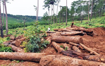 Lâm Đồng: Thanh tra làm rõ những điểm nóng phá rừng